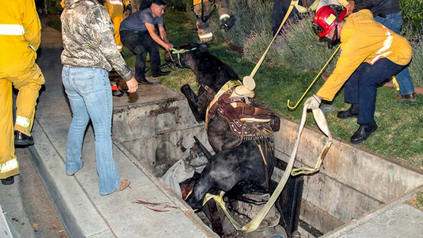 Horse Escapes Serious Injury After Plunge Into 5-Foot Hole on Way Back