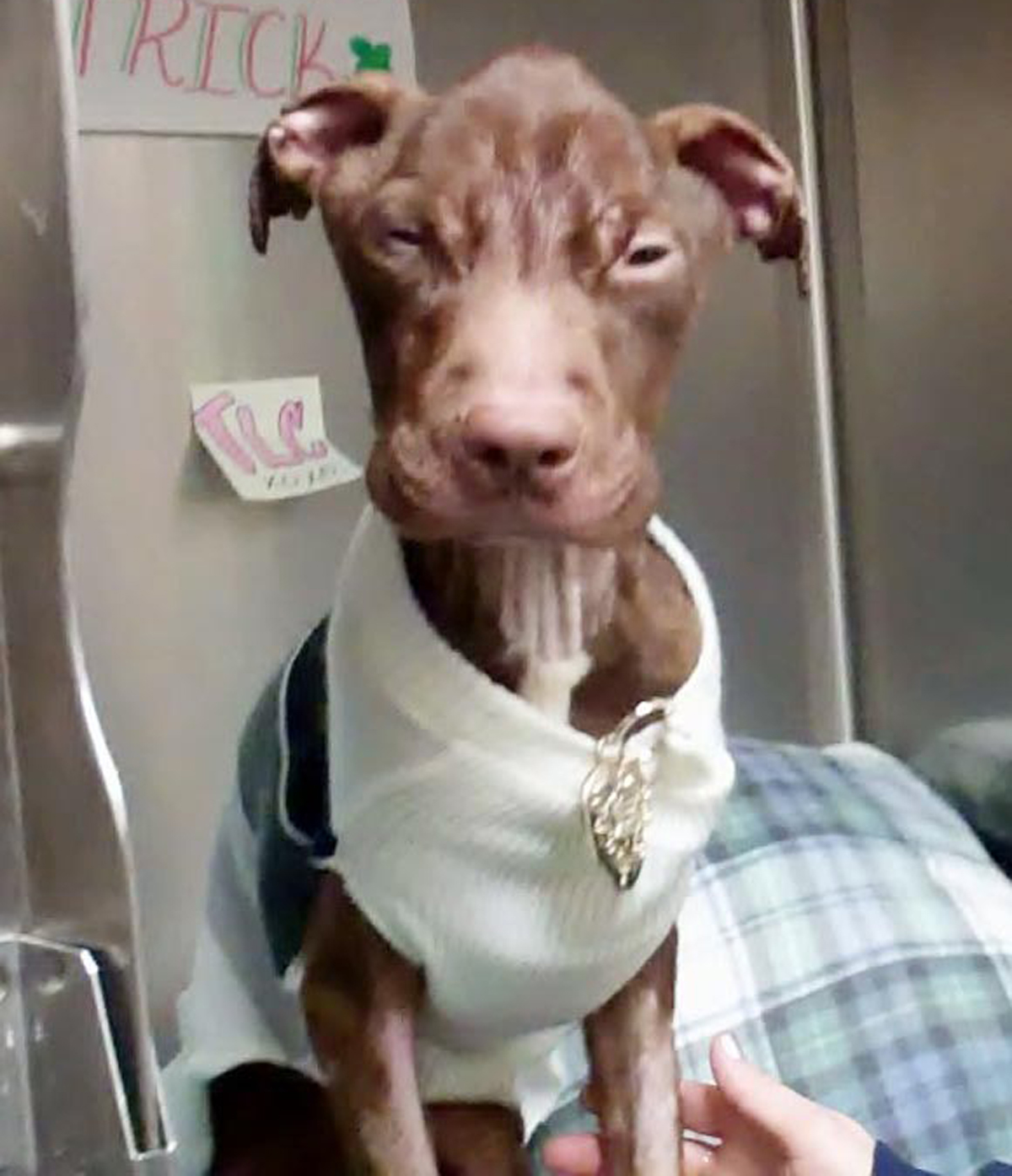 Patrick The Miracle Dog S Journey Over The Years Nbc New York