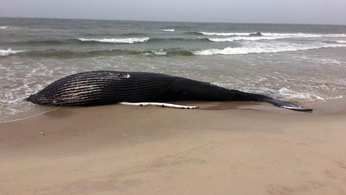 Why 23 Dead Whales Have Washed Up on the East Coast Since December - The  New York Times