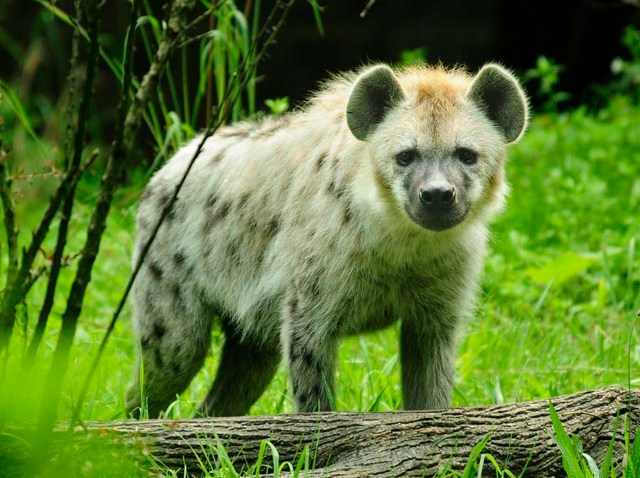 hyenas