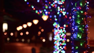 Multi-colored holiday lights stringed on trees.