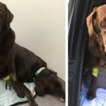 indy web size diptych