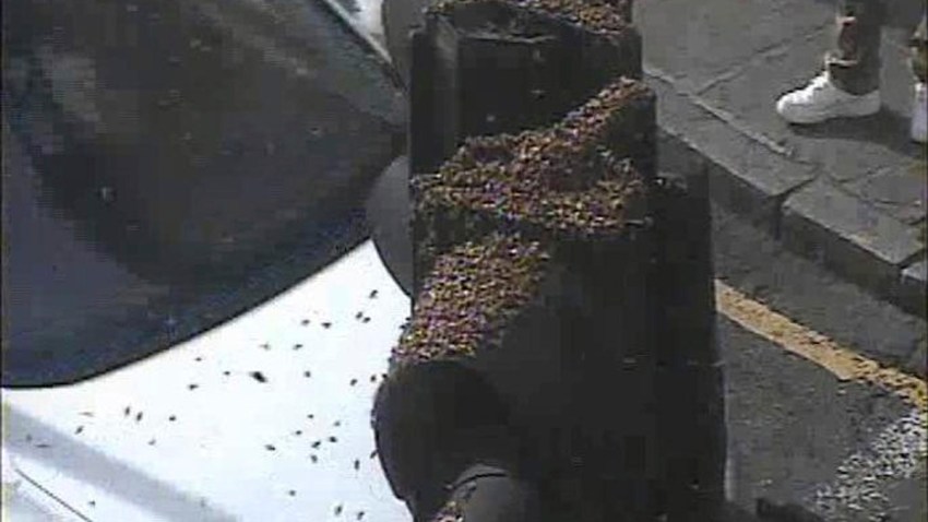 Britain London Insect Swarm