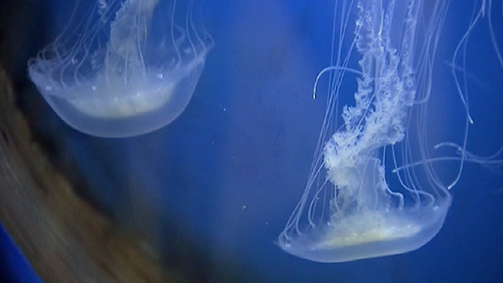 Tens of Millions of Jellyfish Invade NJ’s Barnegat Bay – NBC New York