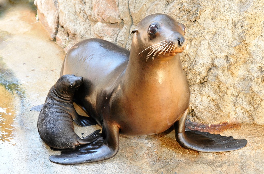 Zoo Babies!: Brooklyn Aquarium Welcomes First Ever Sea Lion Pup – NBC