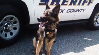 "Marko", a bomb-detecting K-9 German Shepherd with the Essex County Sheriff's Office, will be one of the dogs expected to be "laid off" once the office's K-9 unit is disbanded in 2020.