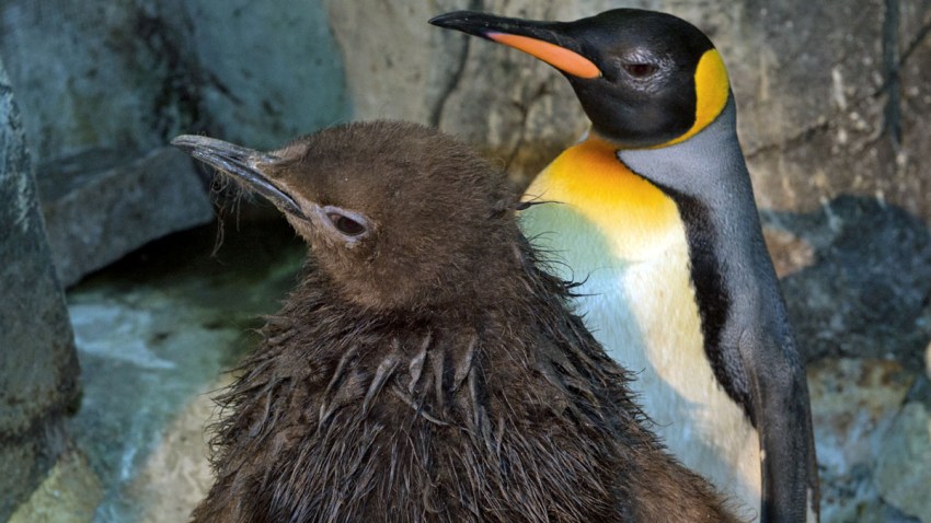 First King Penguin Hatches at Central Park Zoo – NBC New York