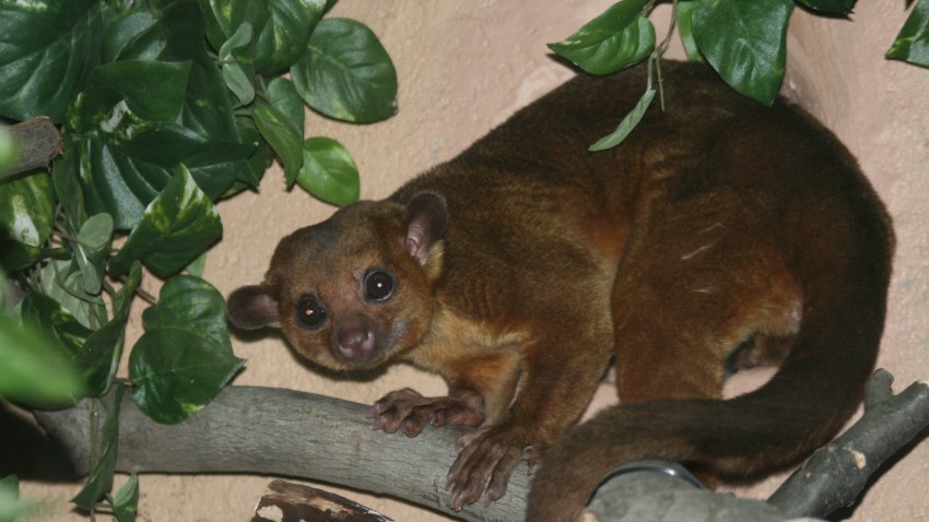 kinkajou