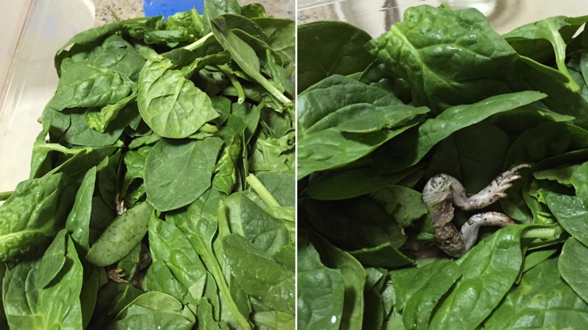 Packaged Spinach Contained Dead Frog SoCal Woman Claims NBC New York