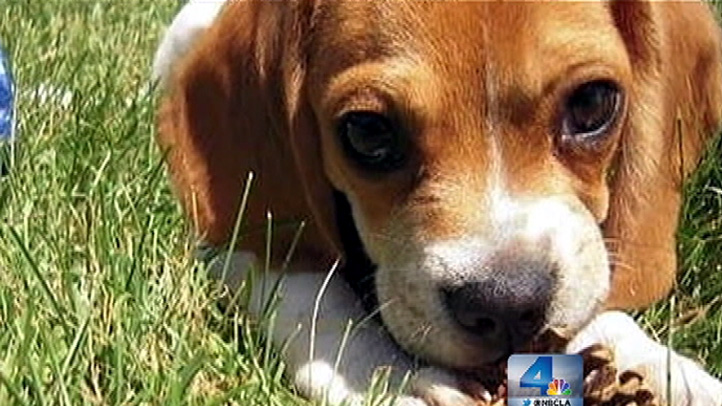 Westminster Welcomes Mutts Famed Dog Show Adds Events For Mixed