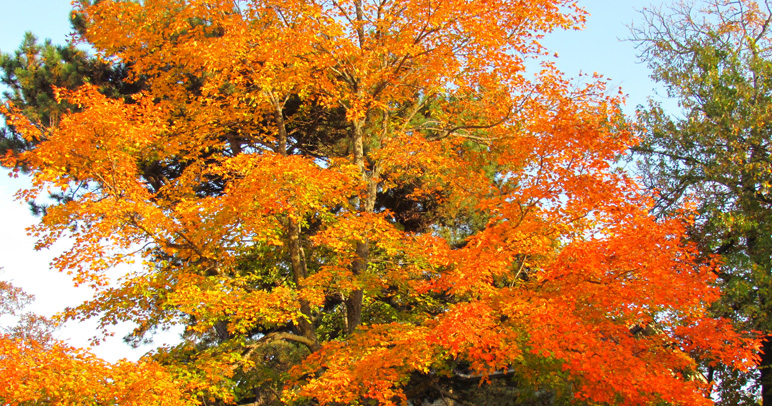 leaves2