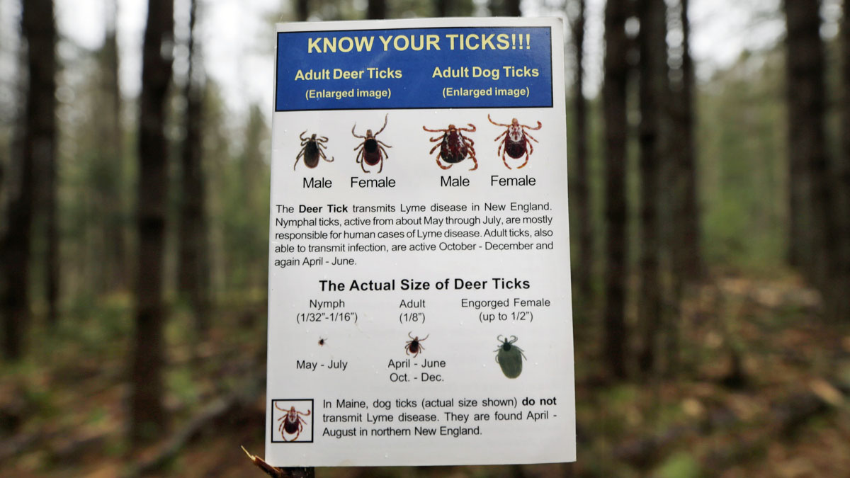 Frequently Asked Questions Lyme Disease NBC New York