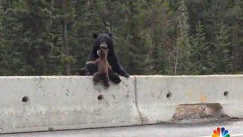 mama bear vid