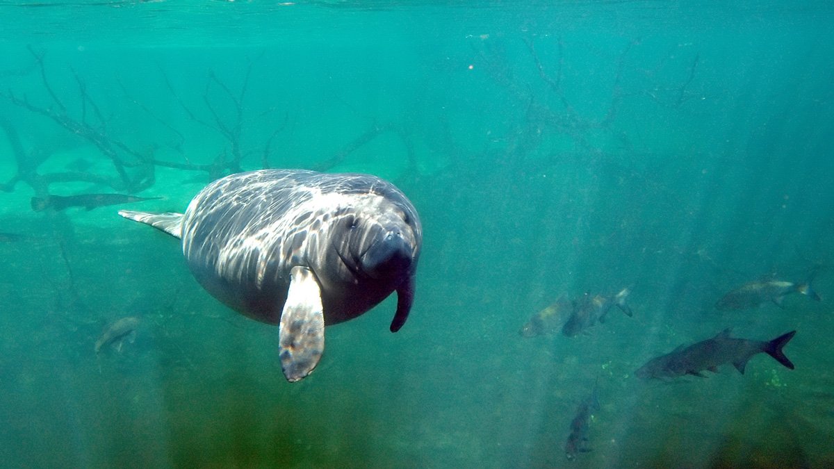 Florida Manatees Facing Starvation Fed Through Program – NBC New York - Vimarsana News