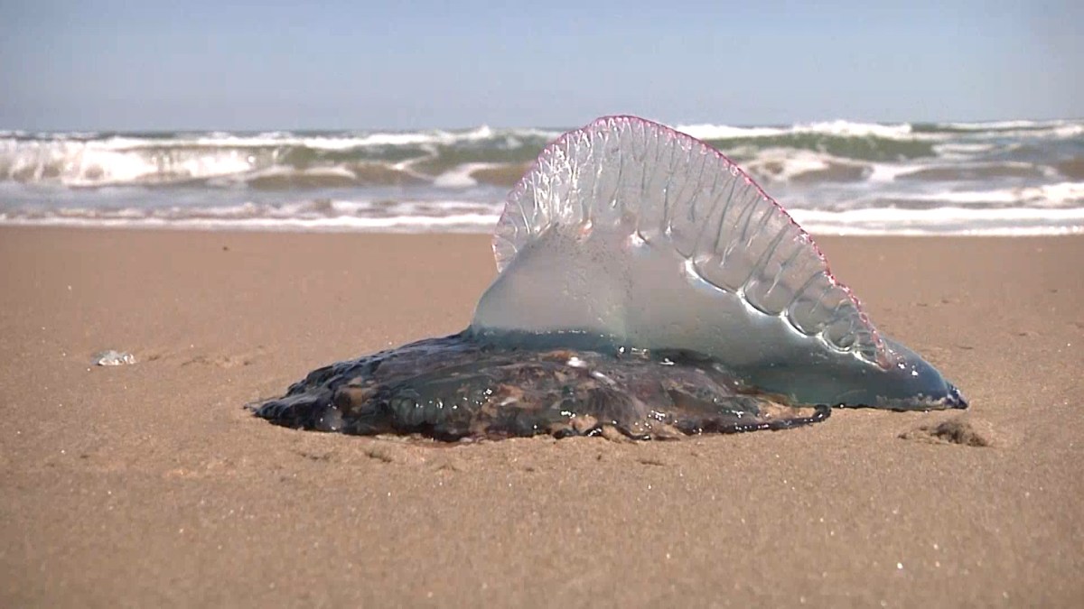 what-is-this-jellyfish-like-creature-washing-up-on-texas-beaches-nbc