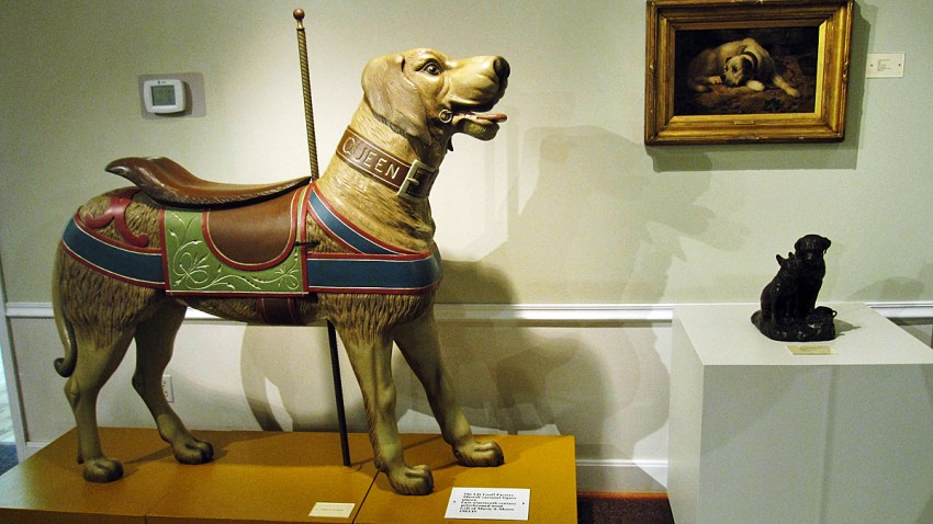 Travel-Trip-Dog Museum