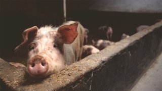 A pig in its pen with other pigs in the background