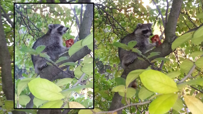 pizza raccoon Anya Schiffrin