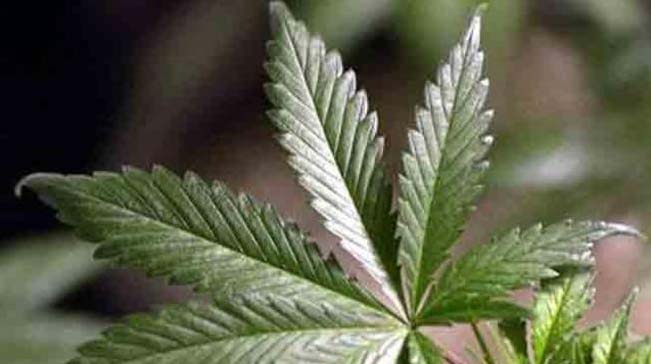 pot leaf