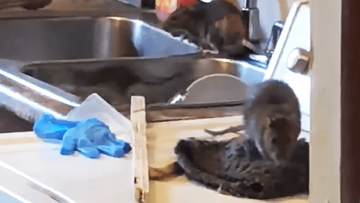 Brazen Rats Take Over NYC Apartments, Horrifying Video Shows NBC New York