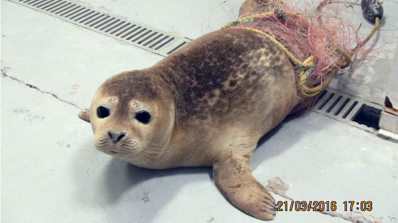 seal caught in net final