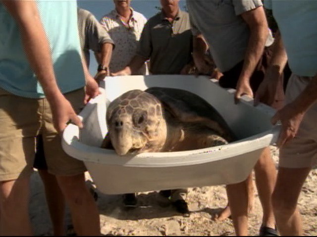 seaturtleMIA