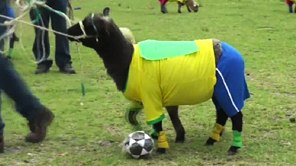 Sheep Player Wooly Warriors: Sheep “Play” Soccer to Celebrate the World Cup – NBC ...