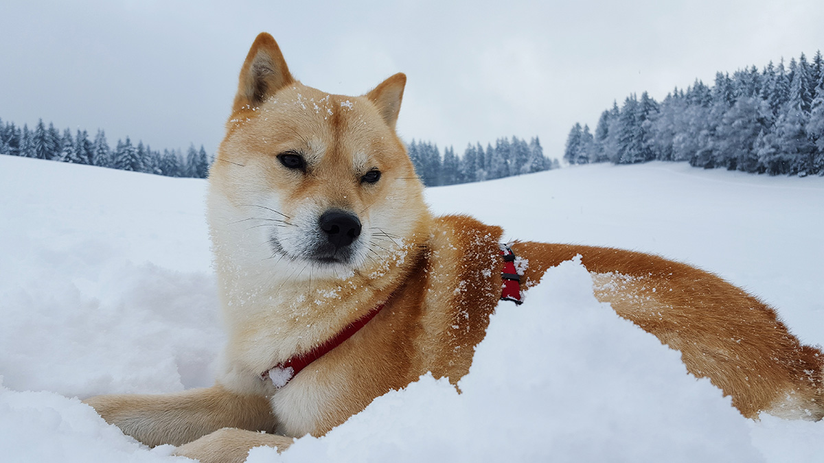 11 of the Best Dog Breeds for Senior Citizens – NBC New York