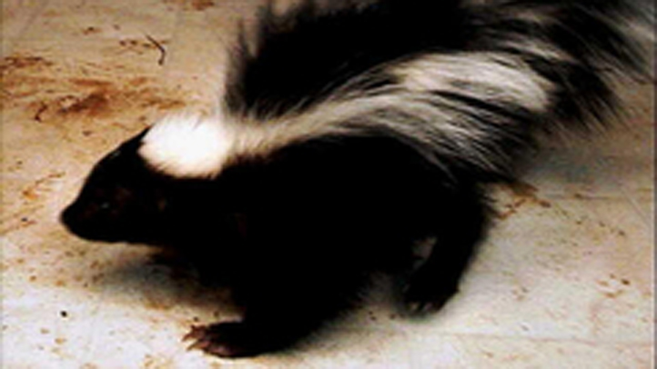 Rabid Skunk Captured Upstate – NBC New York