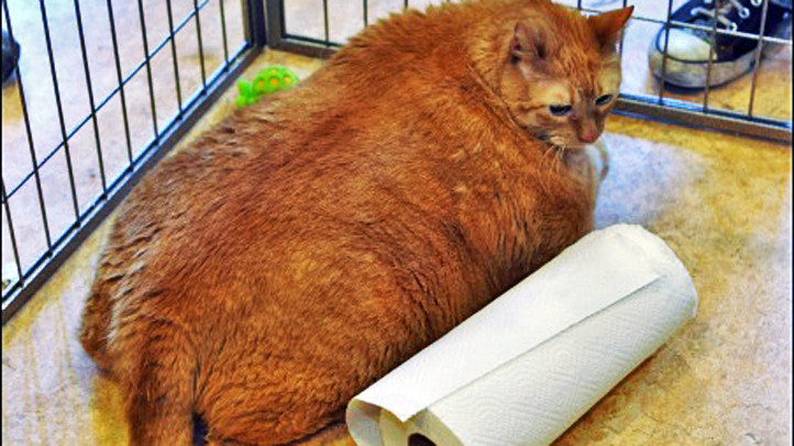 Толстого кота в мире. Толстый кот. Самый толстый кот. Самый толстый кот в мире. Самый большой и толстый кот в мире.