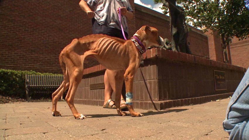 starving dog