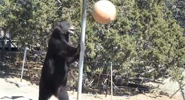 tetherball bear