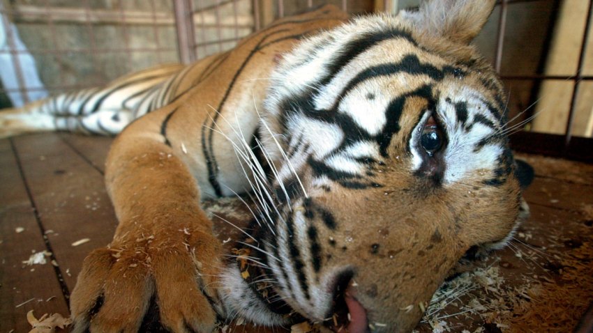 TIGER CAUGHT