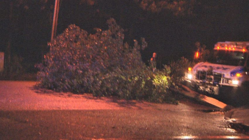 tree down suffolk