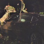tree on car4