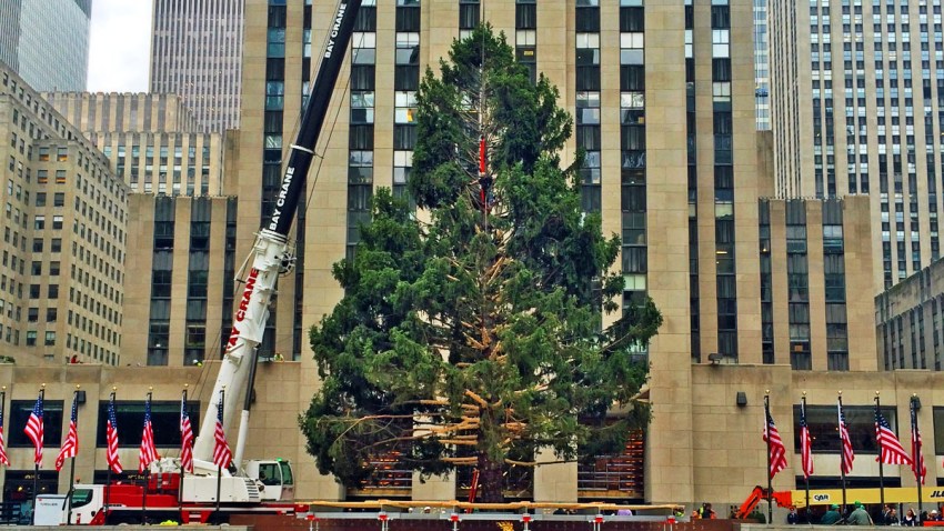 tree option 1