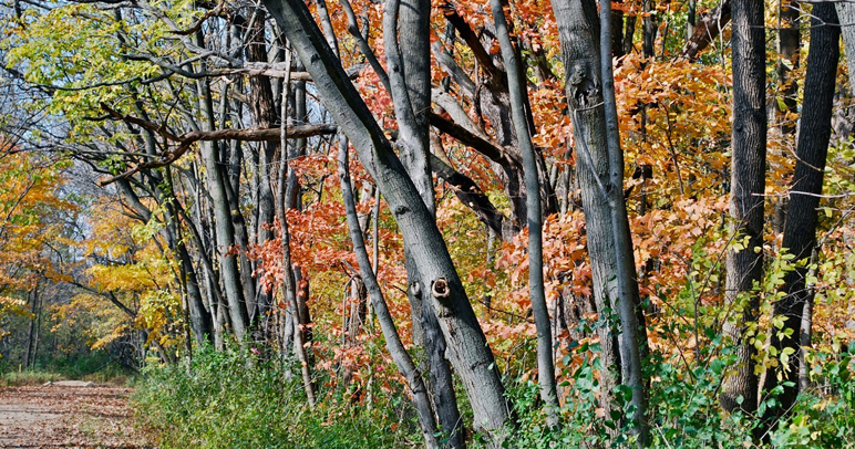 trees6
