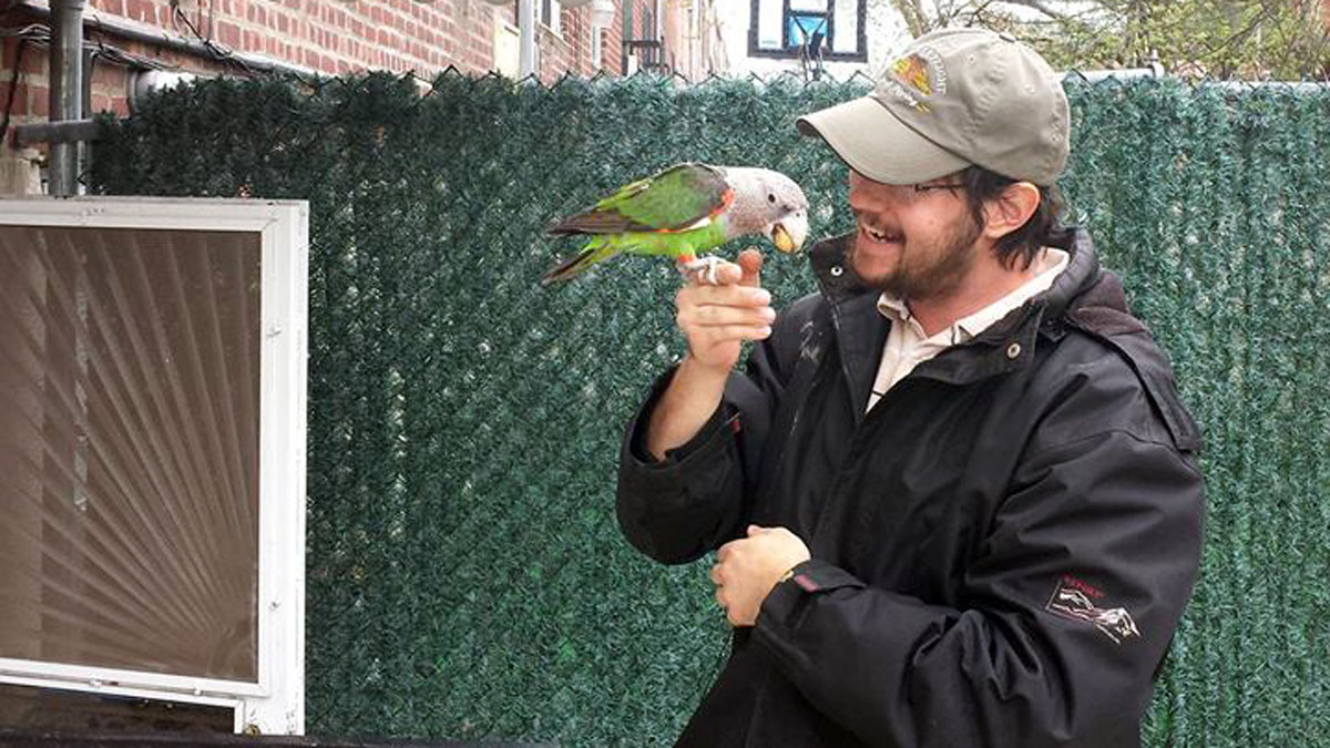 Famous Parrot That Went Missing Found Safe In Brooklyn Nbc New York 