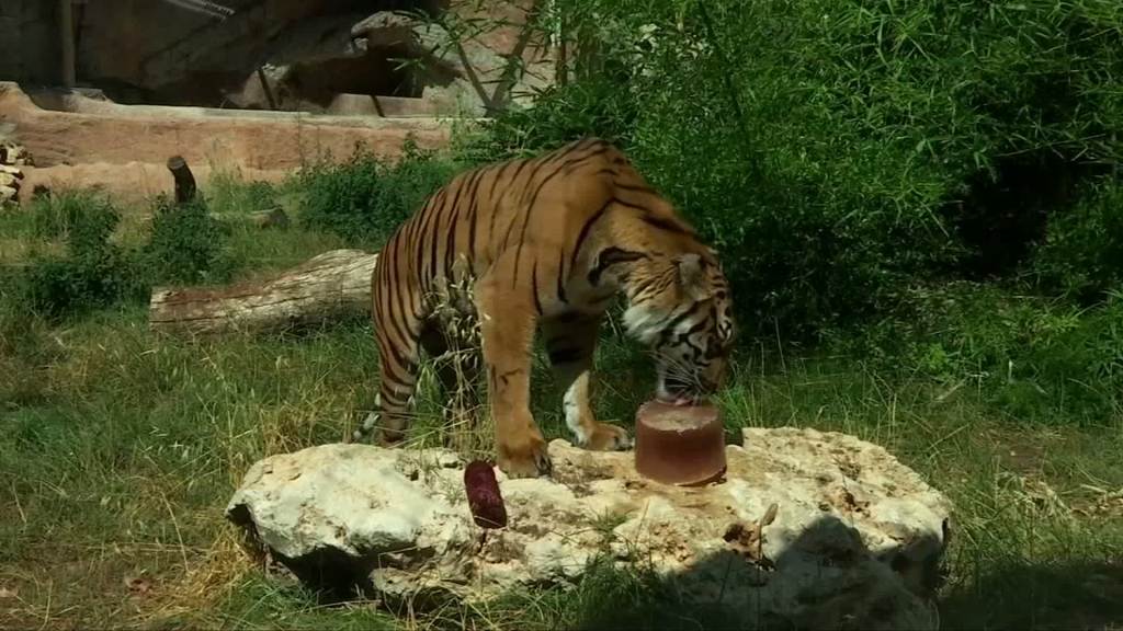 Https Www Nbcnewyork Com News Local Miguel Andujar Has 3 Hits