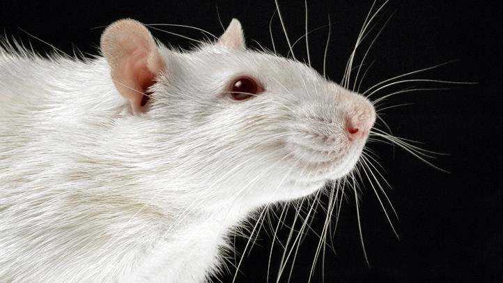 rats-walk