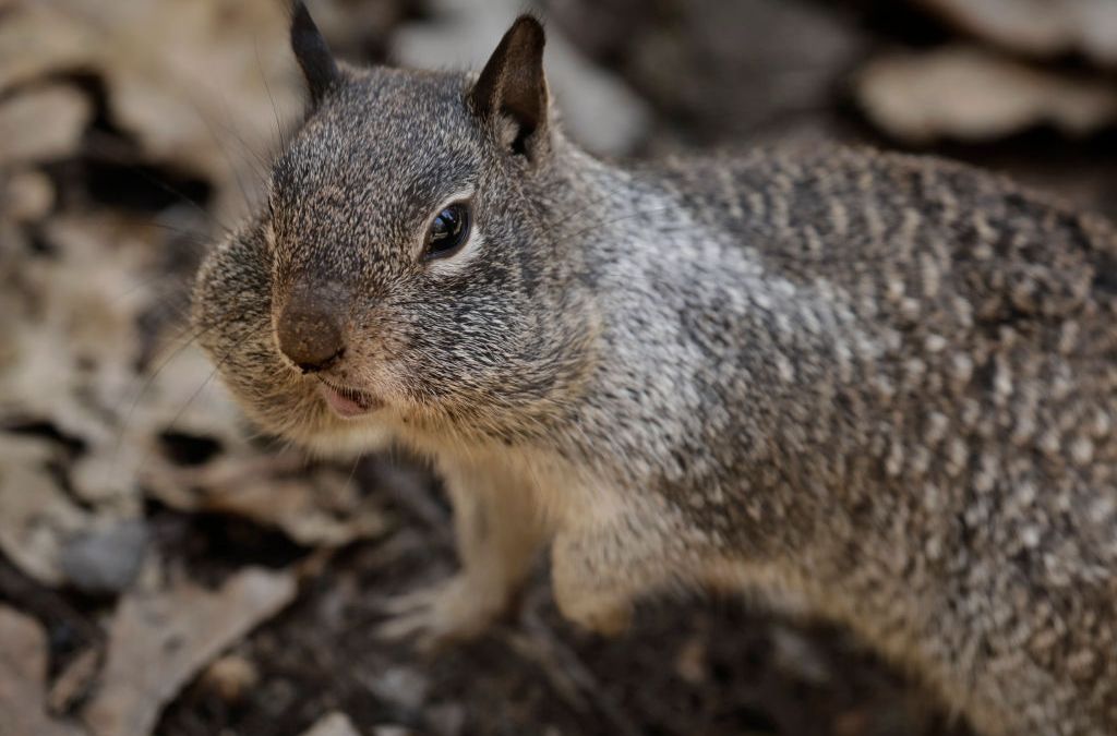 A Squirrel Has Tested Positive for the Bubonic Plague in Colorado NBC