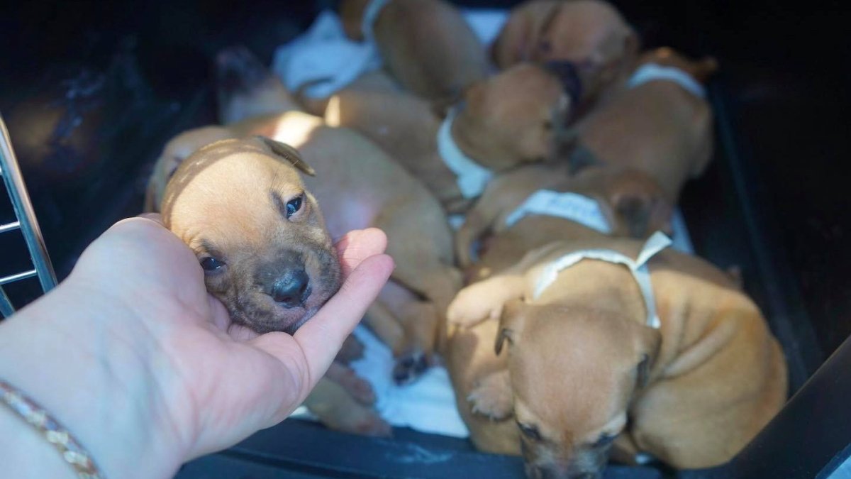 More Than a Dozen Dogs, Puppies Rescued From Sweltering, Abandoned NJ