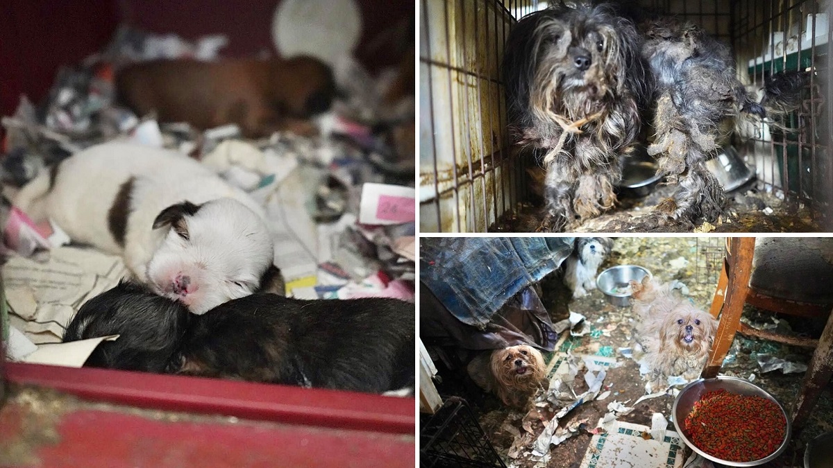 188 Sickly Dogs Hoarded by a One-Time Top Breeder at Westminster