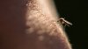 Record Number of Mosquitoes With West Nile Virus in NYC; 2 Human Cases in Queens, Brooklyn