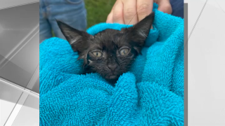 a rescued kitten is wrapped in a towel