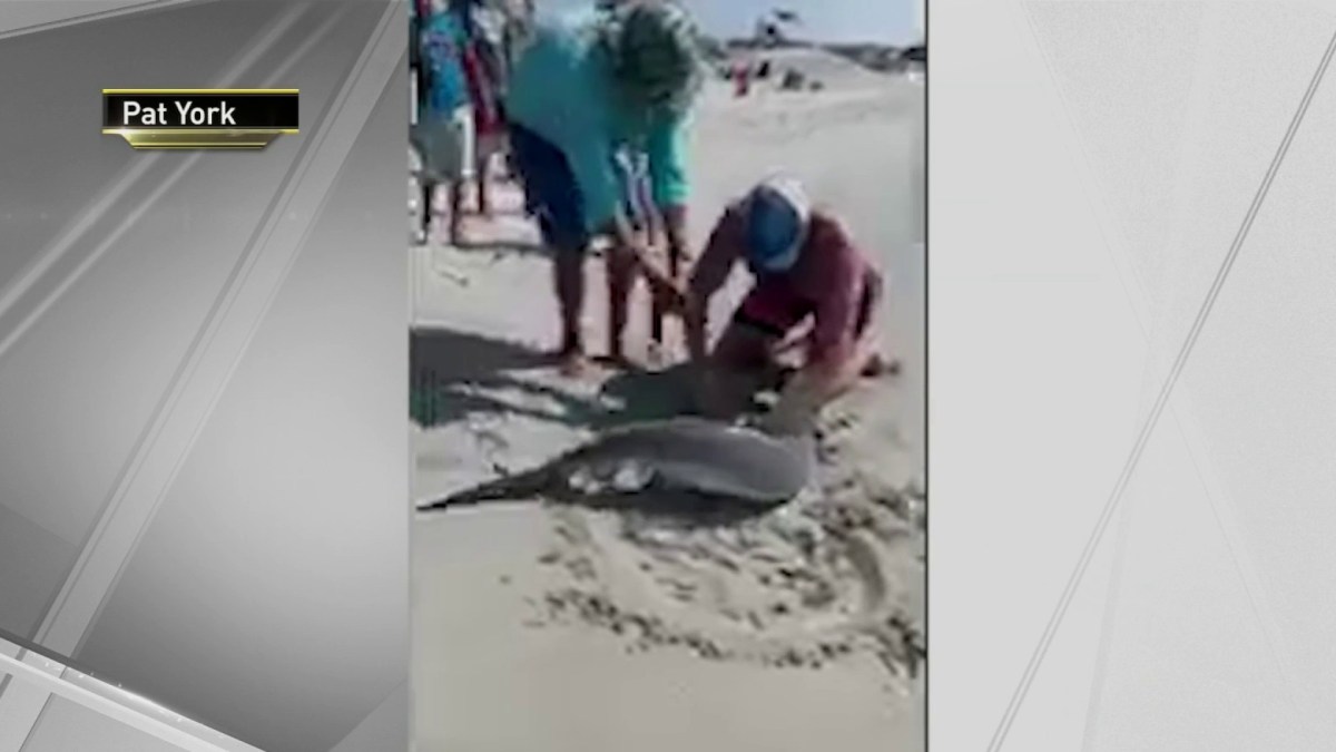 Another Shark Sighting Off Long Island Shut Down Town Beaches Again ...