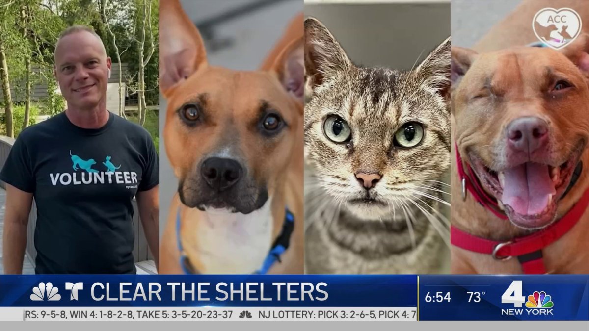 Clear the Shelters Fury Friends Available Now NBC New York