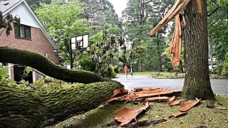 tree down near Long Island home