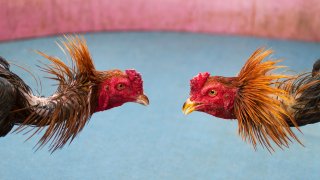 Cockfighting