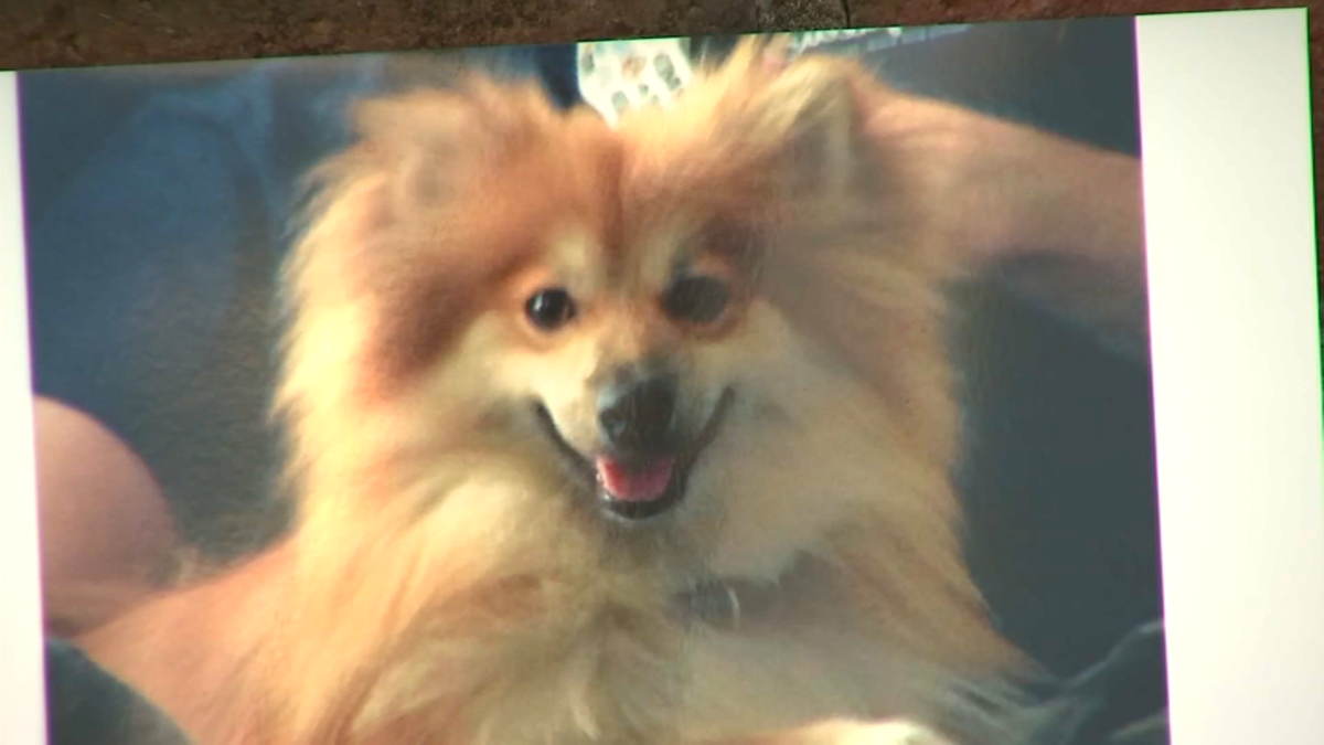 Long Island Woman Blames PSEG After Dog’s Heatstroke Death in Isaias ...